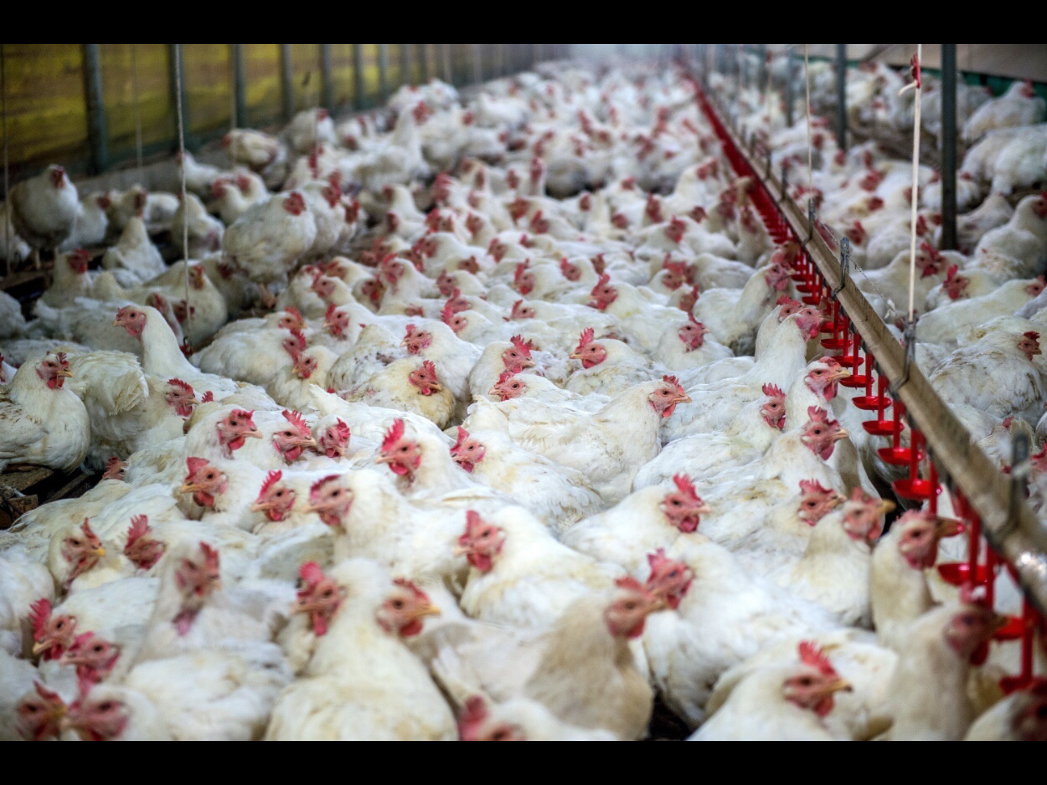 Intensive poultry unit